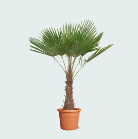 Trachycarpus Fortunei - 220 cm
