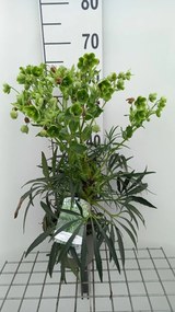 Helleborus foetidus - pot 2L