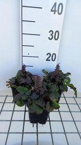 Ajuga reptans 'Braunherz' - pot 9x9 cm -