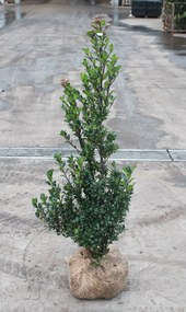 Ilex x meserveae'Heckenstar'- aardekluit - 100-125 cm