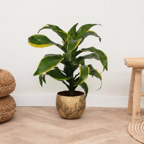 Dracaena Dorado - 60 cm