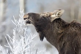 Foto Moose (Alces alces), DamianKuzdak