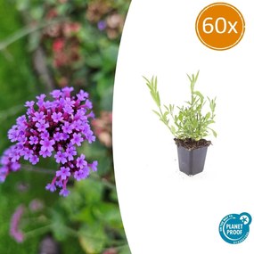 Verbena Bonariensis - 20cm