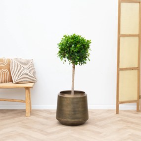 Ficus Microcarpa Moclame - 130cm