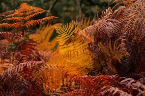 Kunstfotografie dry ferns in a forest in fall, vicvaz, (40 x 26.7 cm)