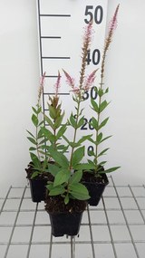 Veronicastrum virginicum 'Pink Glow' - pot 9x9 cm -