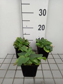 Verbascum phoeniceum - pot 9x9 cm