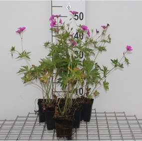 Geranium 'Brempat' (Patricia) - pot 9x9 cm