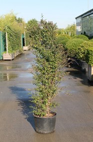 Abelia x grandiflora - pot 18L - 100-125 cm
