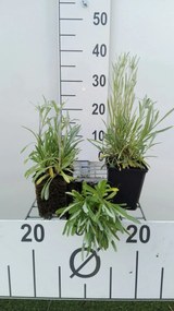 Leontopodium alpinum - pot 9x9 cm -