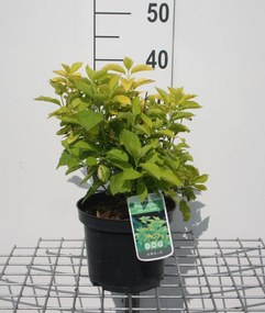 Philadelphus coronarius'Aureus'- pot - 30-40 cm