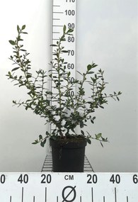 Escallonia rubra 'Crimson Spire' - pot - 40-50 cm