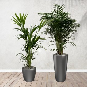 Combi deal - Areca palm 170 cm - Kentia palm 170 cm inclusief zelfwaterende potten
