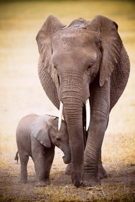 Poster Elephant and baby