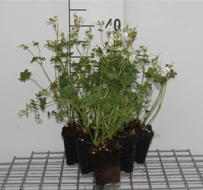 Geranium macrorrhizum 'White Ness' - pot 9x9 cm -