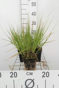 Molinia caerulea 'Heidebraut' - pot 9x9 cm -