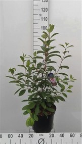 Viburnum x bodnantense 'Dawn' - pot - 80-100 cm