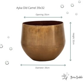 Ayka old camel
