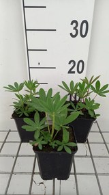 Lupinus 'The Chatelaine' - pot 9x9 cm
