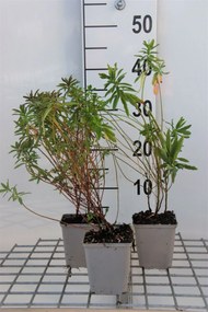 Euphorbia polychroma - pot 9x9 cm -