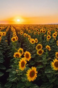 Foto Sunflower field, Olga Rolenko