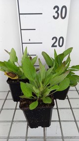 Rudbeckia fulgida var. speciosa - pot 9x9 cm