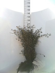 Cotoneaster franchetii - blote wortel - 40-60 cm -