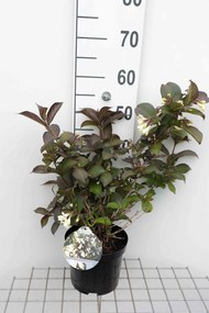 Weigela 'Courtacad1' - pot - 30-40 cm
