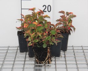 Houttuynia cordata'Chameleon'- pot 9x9 cm - Moerasanemoon