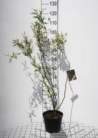 Salix babylonica 'Tortuosa' - pot - 40-60 cm