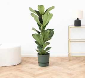 Ficus Lyrata struik - 80cm