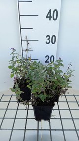 Nepeta racemosa 'Superba' - pot 9x9 cm -