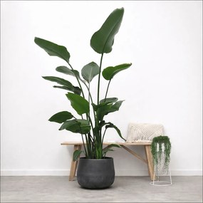 Strelitzia Nicolai - 170cm