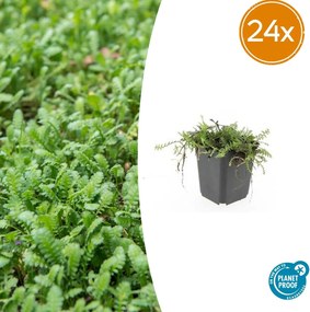 Leptinella Squalida - 20cm