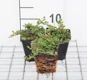 Cotoneaster procumbens 'Queen of Carpets' - pot 9x9 cm - 15-20 cm -