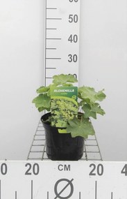 Alchemilla mollis - pot 2L -