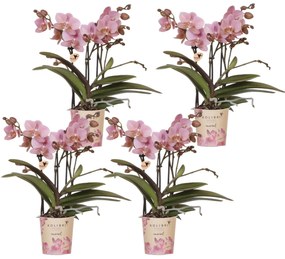 Combi deal - 4 orchideeën (Phalaenopsis) Treviso - 40cm