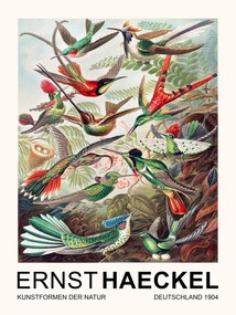 Kunstdruk Trochilidae–Kolibris / Birds (Vintage Academia) - Ernst Haeckel, (30 x 40 cm)