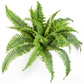 Varen Nephrolepis Boston - 50 cm