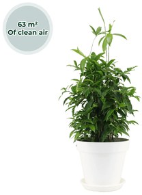Ogreen XL Trooper