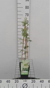 Passiflora caerulea 'Constance Elliott' - pot - 50-60 cm -