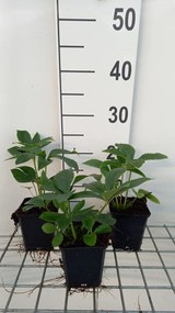 Helleborus orientalis 'Green Strain' - pot 9x9 cm
