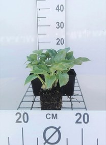 Hosta 'Blue Cadet' - pot 9x9 cm -