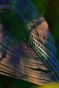 Foto Close-up of spider on web,France, Minh Hoang Cong / 500px, (26.7 x 40 cm)