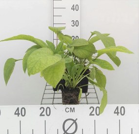 Symphytum grandiflorum 'Wisley Blue' - pot 9x9 cm -
