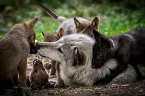 Foto Wolf with litter of playful cubs, Zocha_K, (40 x 26.7 cm)