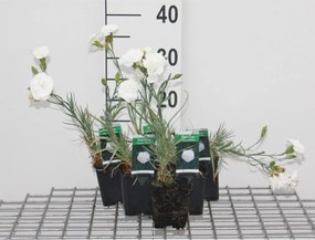 Dianthus 'Haytor White' - pot 9x9 cm