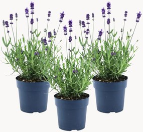 Planten Blue Lavender Lavandula angustifolia, 3-delig