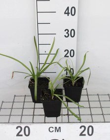 Agapanthus africanus 'Albus' - pot 9x9 cm -