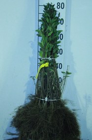 Ligustrum vulgare - blote wortel - 40-60 cm -